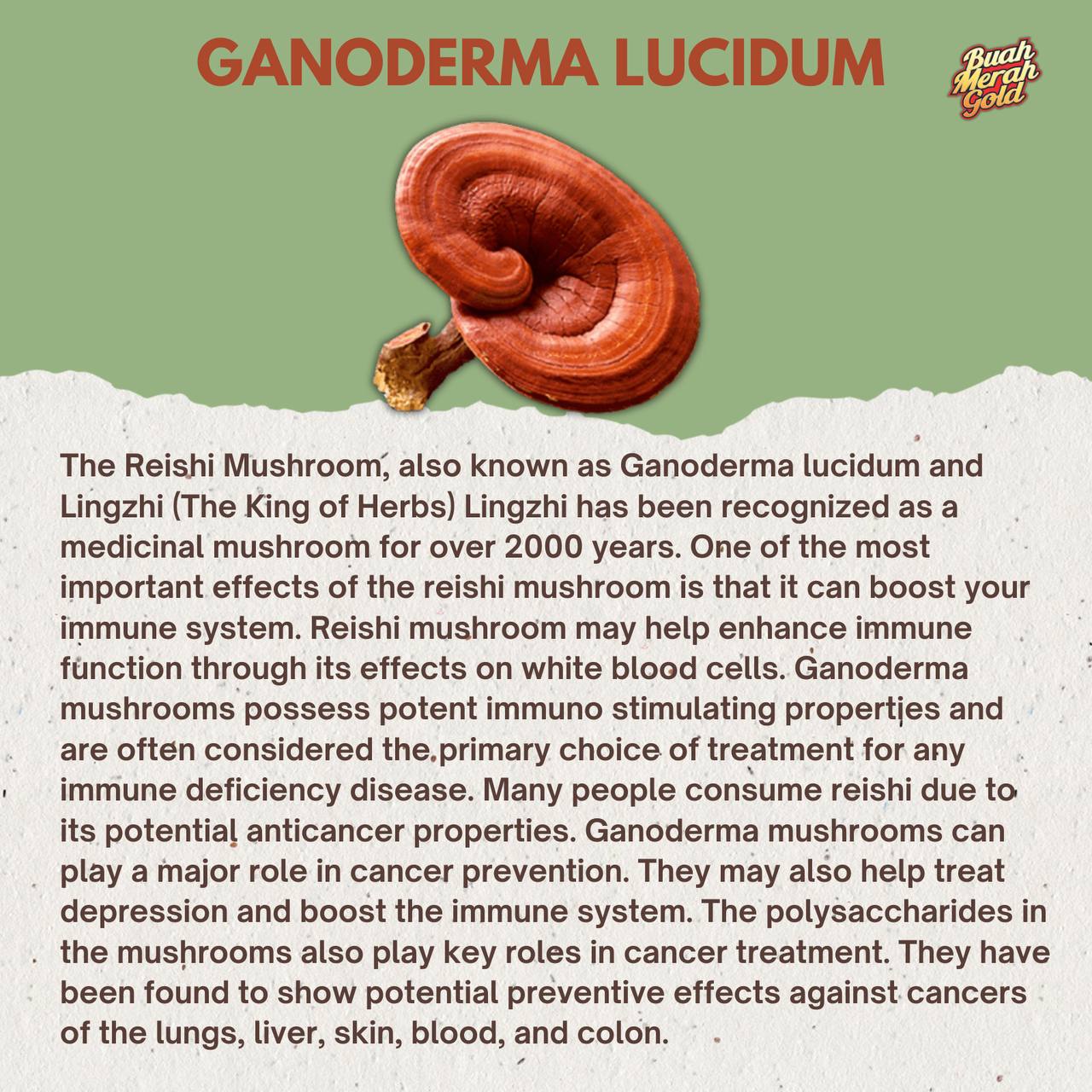 Ganoderma Lucidum