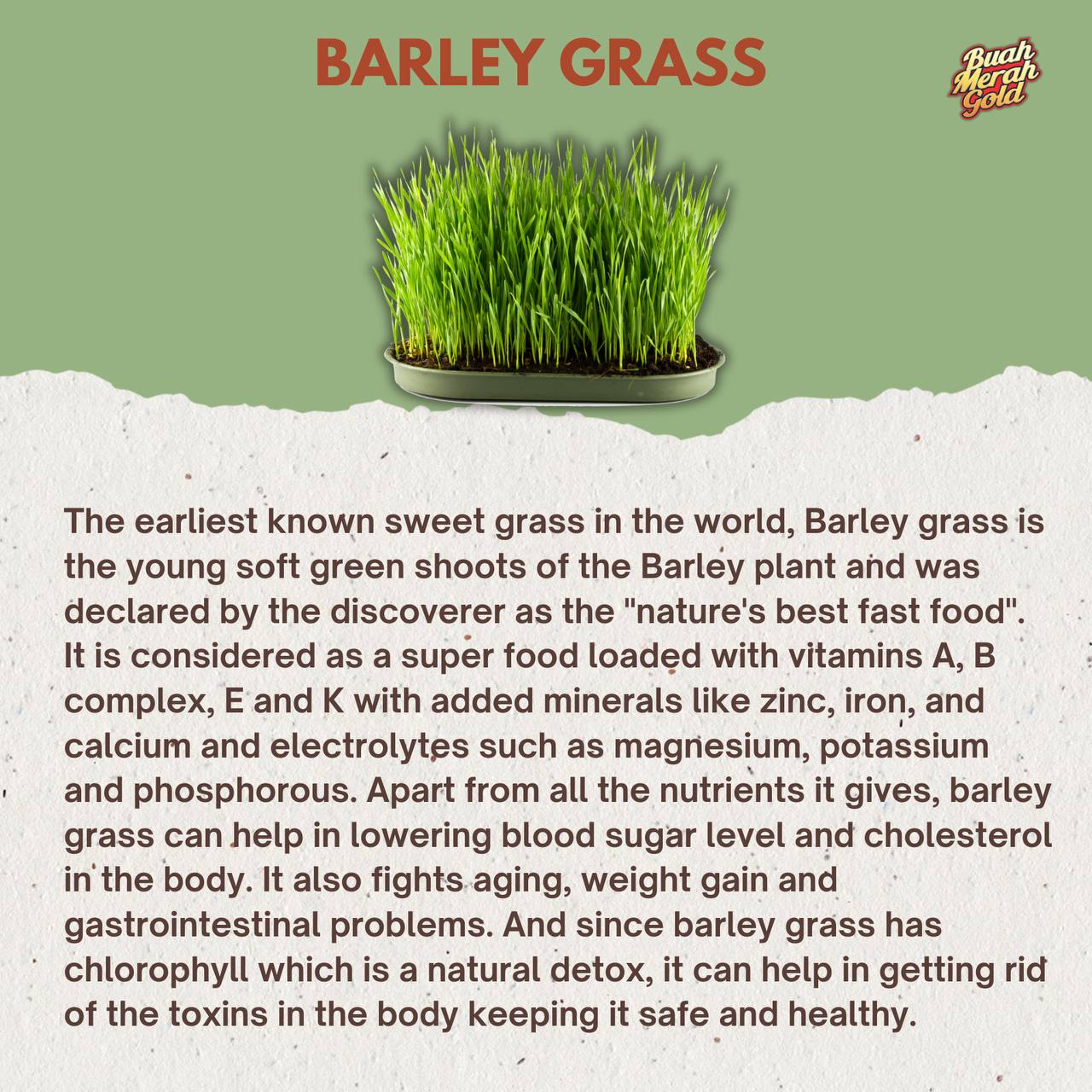 Young Barley Grass